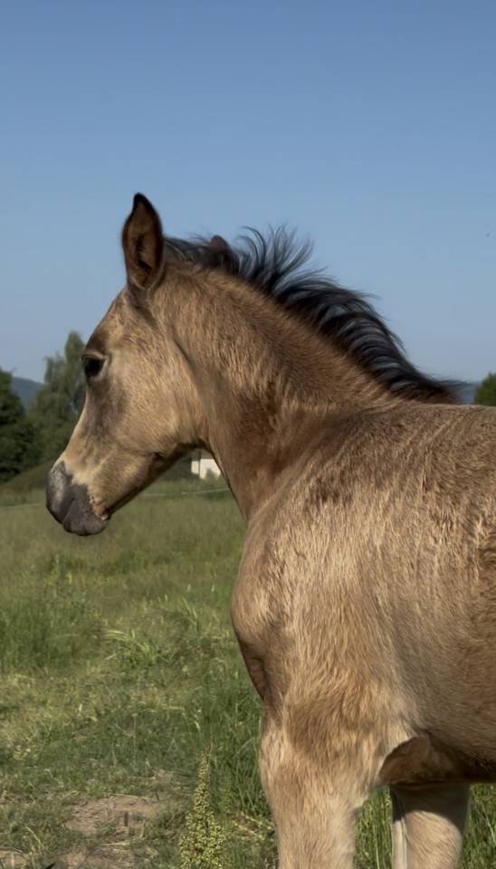 Filly Welsh Part Bred For sale 2026 Buckskin