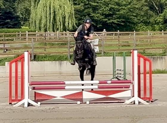 Gelding KWPN Dutch Warmblood For sale 2022 Black