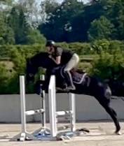 Gelding KWPN Dutch Warmblood For sale 2022 Black