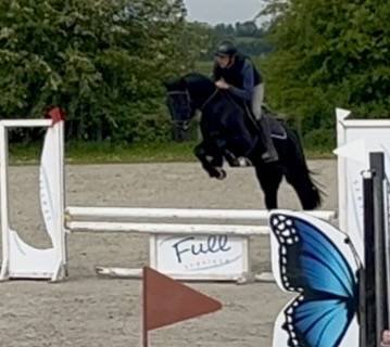 Gelding KWPN Dutch Warmblood For sale 2022 Black