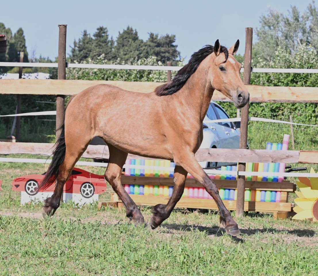 Mare Connemara For sale 2023 Buckskin