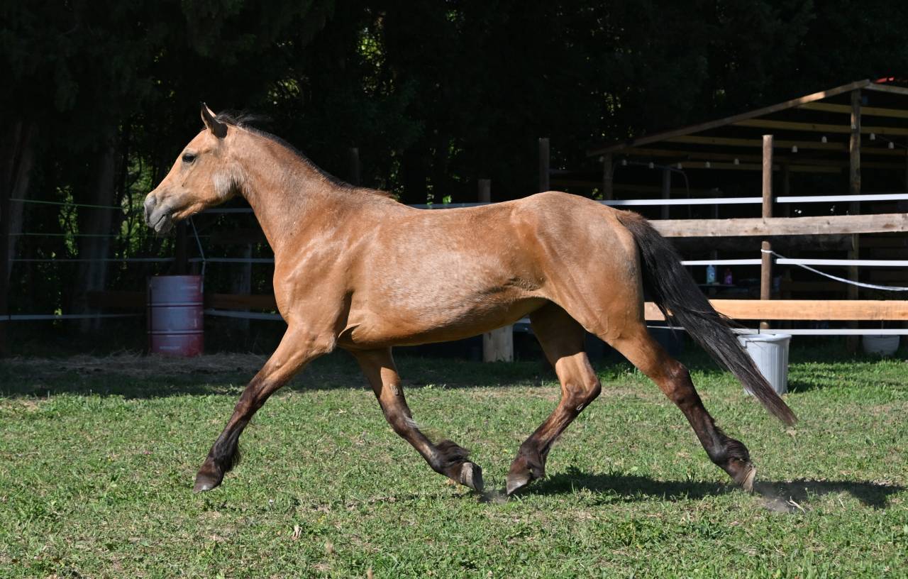 Mare Connemara For sale 2023 Buckskin