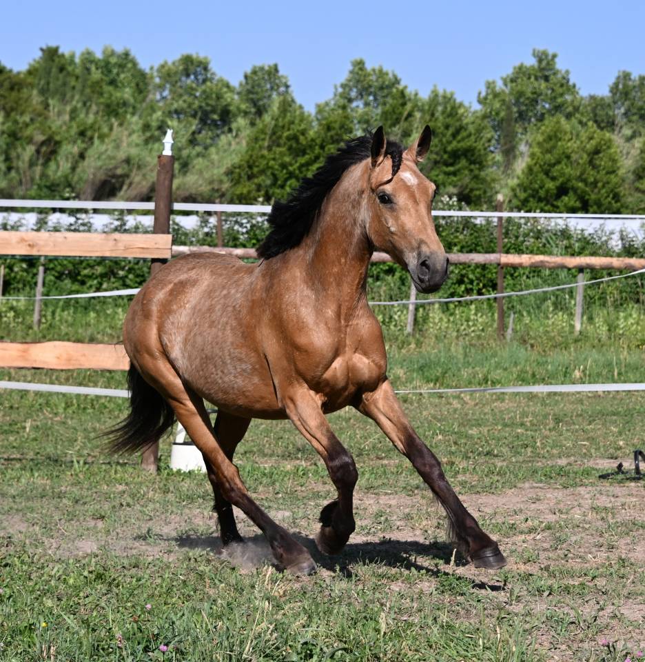 Mare Connemara For sale 2023 Buckskin