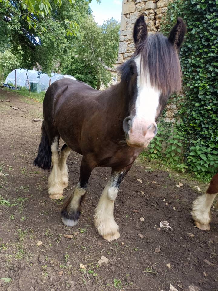 Gelding Other Pony Breed For sale 2021 Black