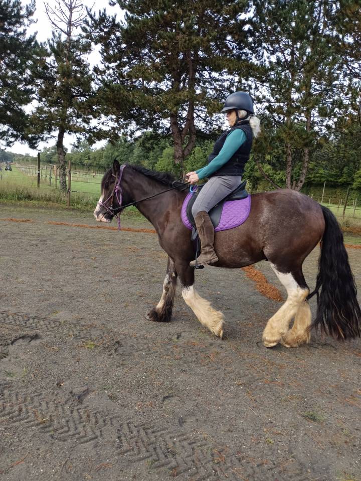 Gelding Other Pony Breed For sale 2021 Black