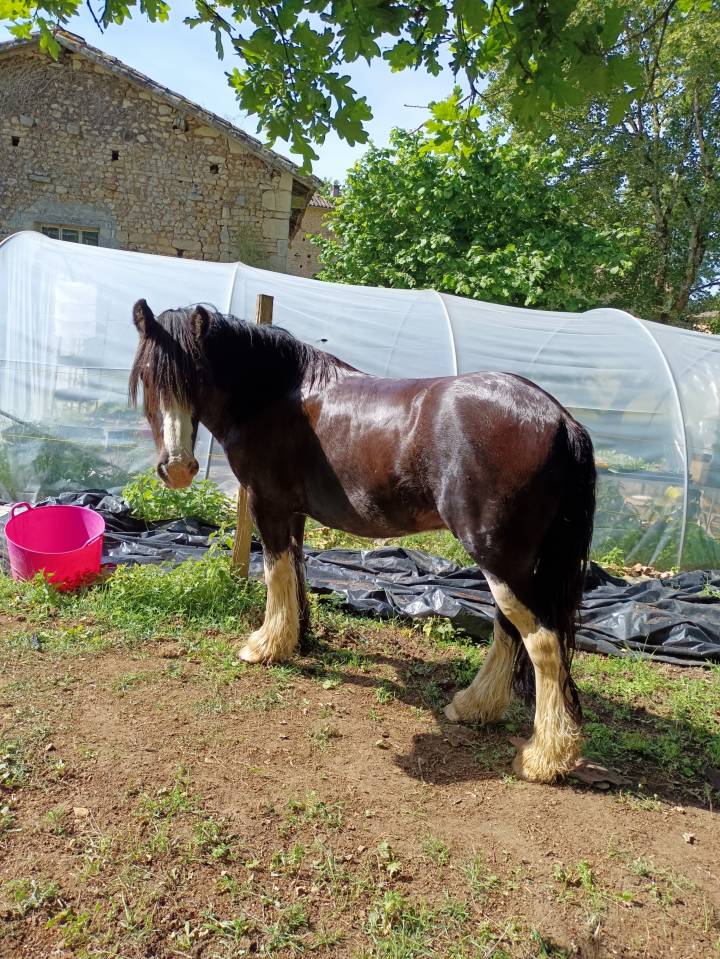 Gelding Other Pony Breed For sale 2021 Black