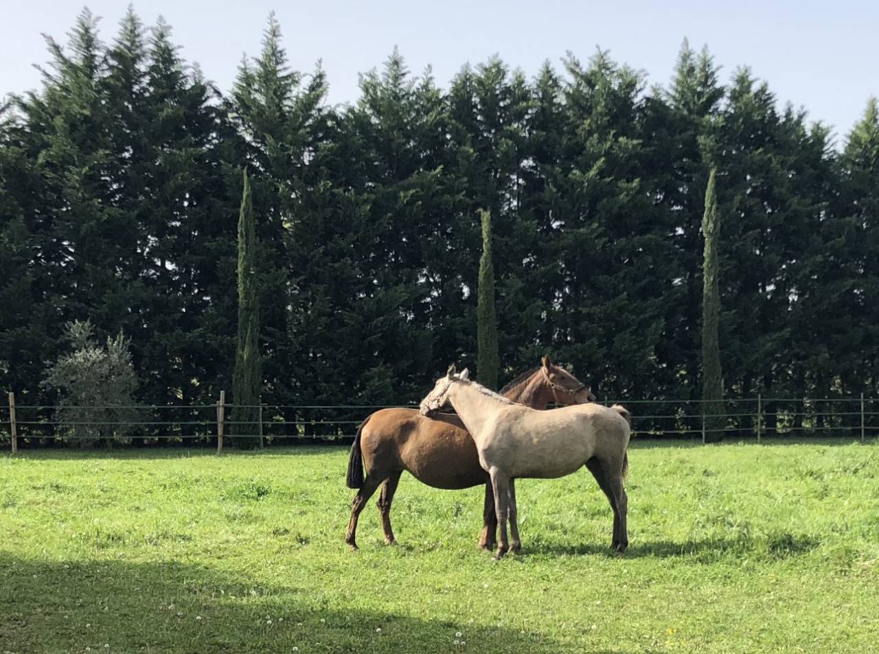 Luxurious equestrian property  Bouches-du-Rh&ocirc;ne