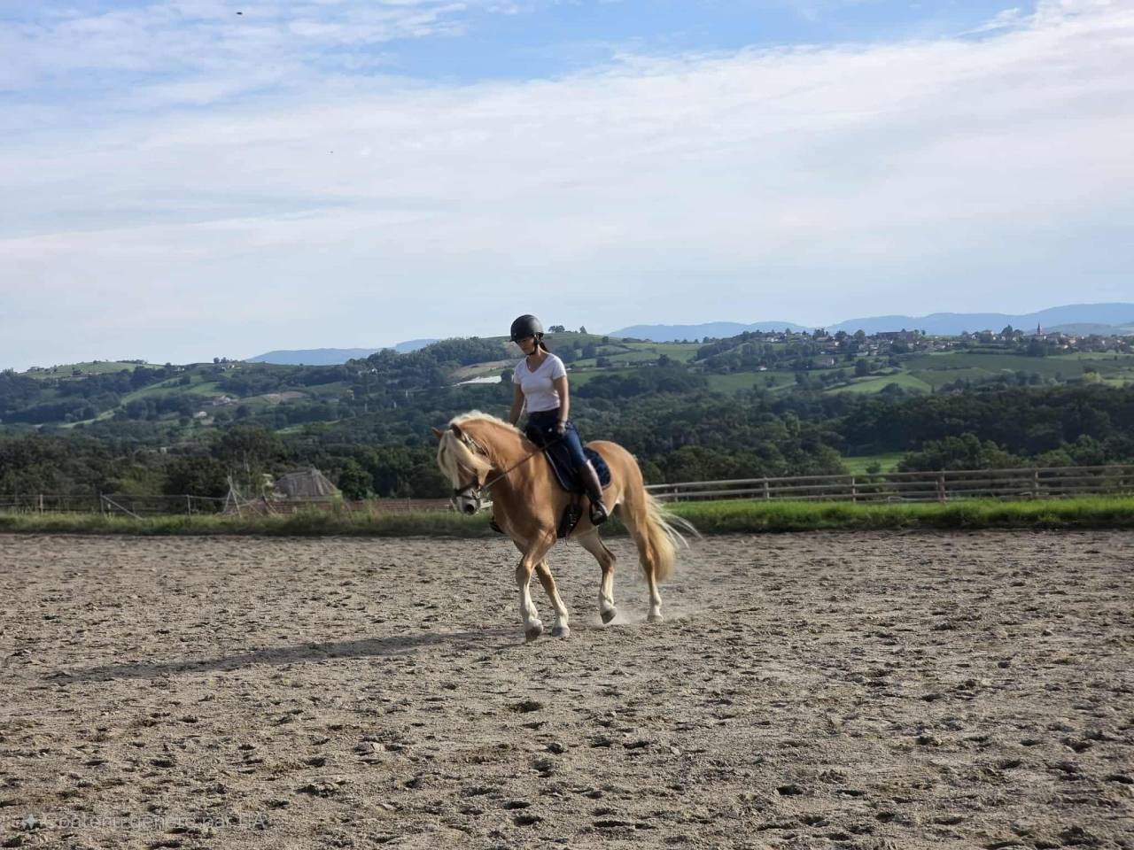 Gelding Haflinger For sale 2019 Silver dapple