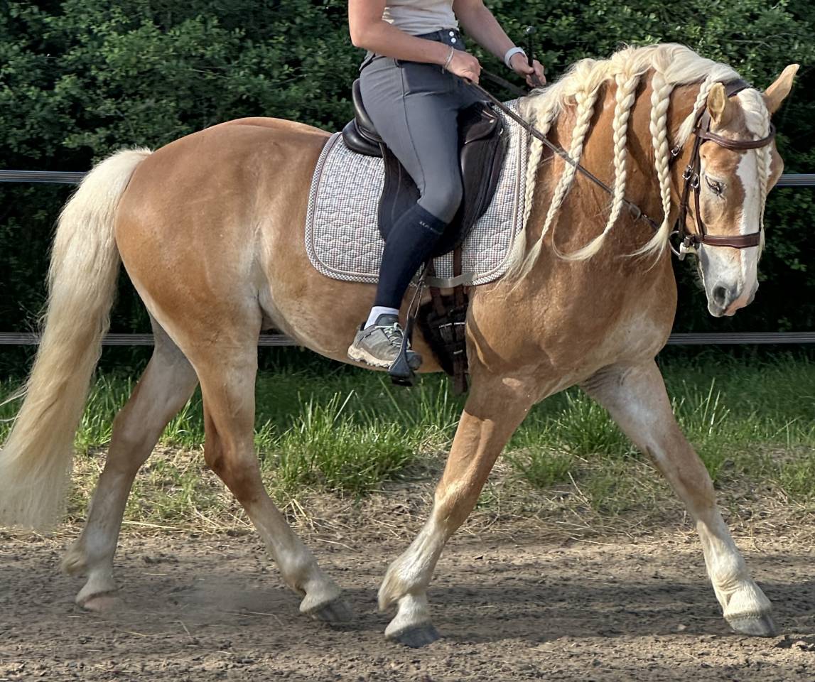 Gelding Haflinger For sale 2019 Silver dapple