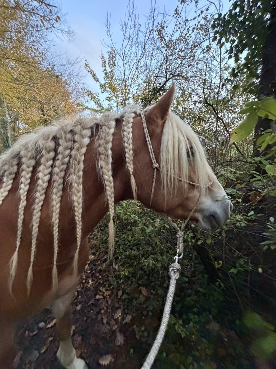 Gelding Haflinger For sale 2019 Silver dapple