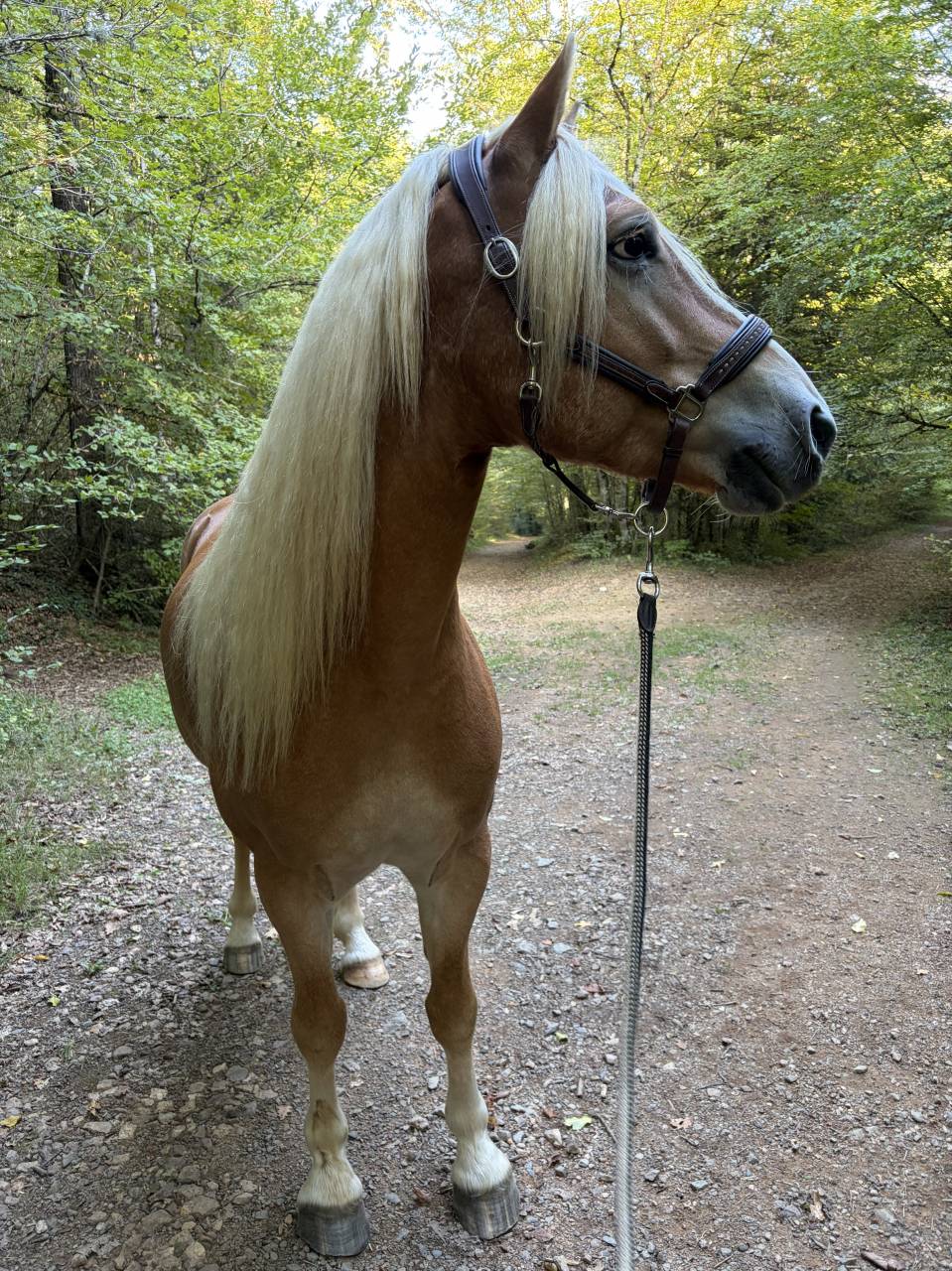 Gelding Haflinger For sale 2019 Silver dapple