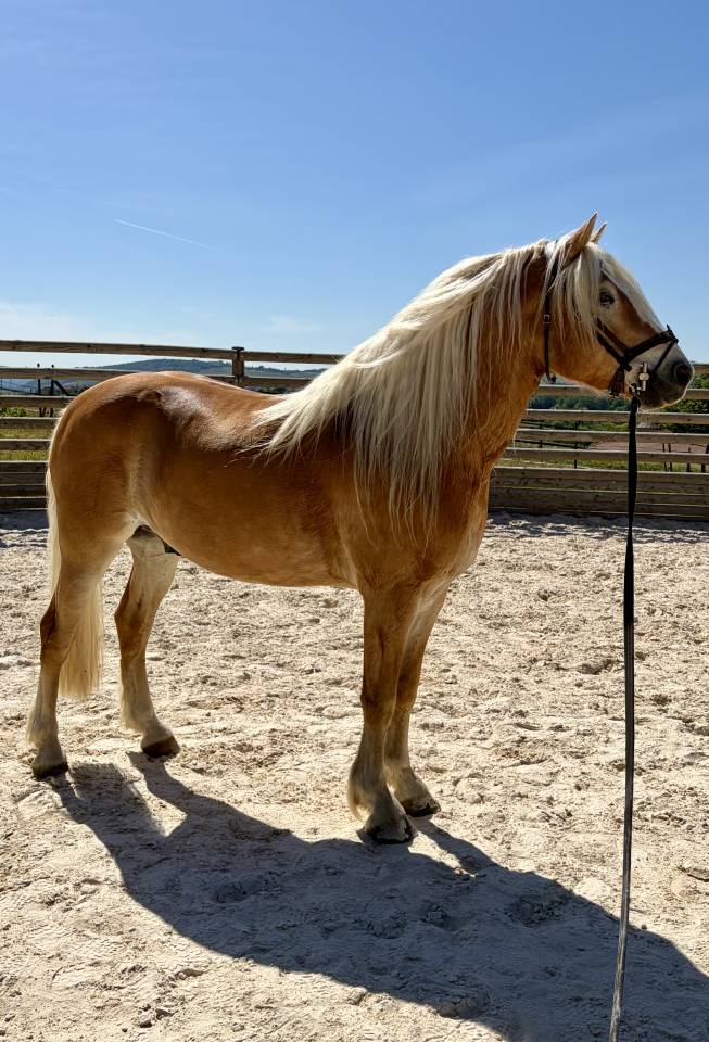 Gelding Haflinger For sale 2019 Silver dapple