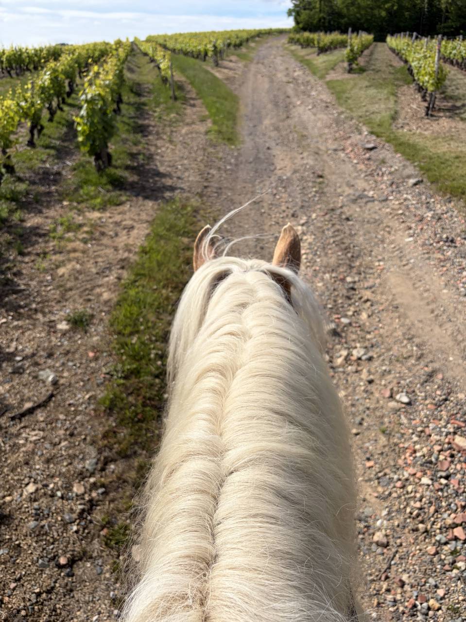 Gelding Haflinger For sale 2019 Silver dapple