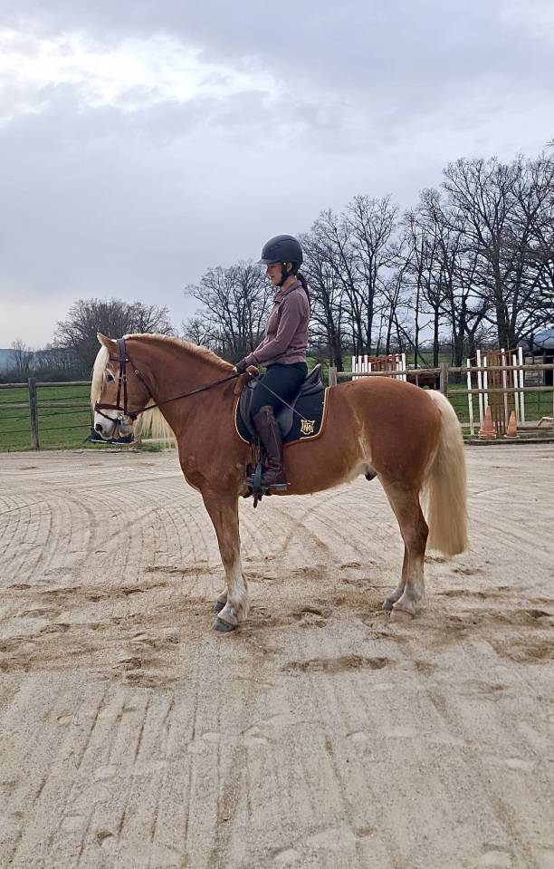 Gelding Haflinger For sale 2019 Silver dapple