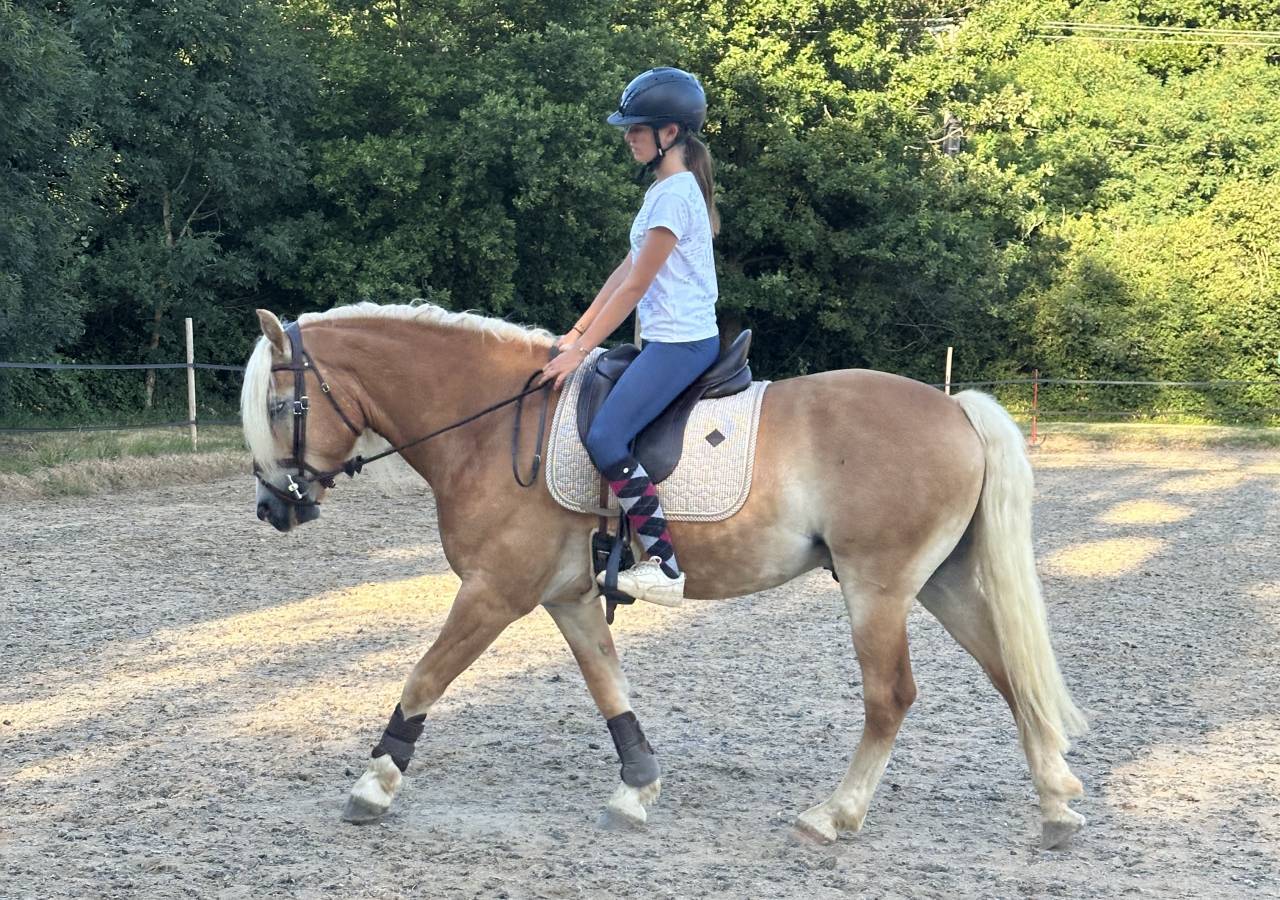 Gelding Haflinger For sale 2019 Silver dapple