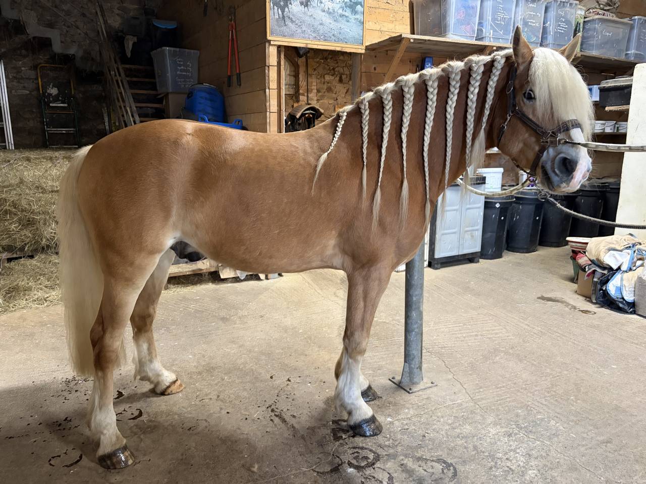 Gelding Haflinger For sale 2019 Silver dapple