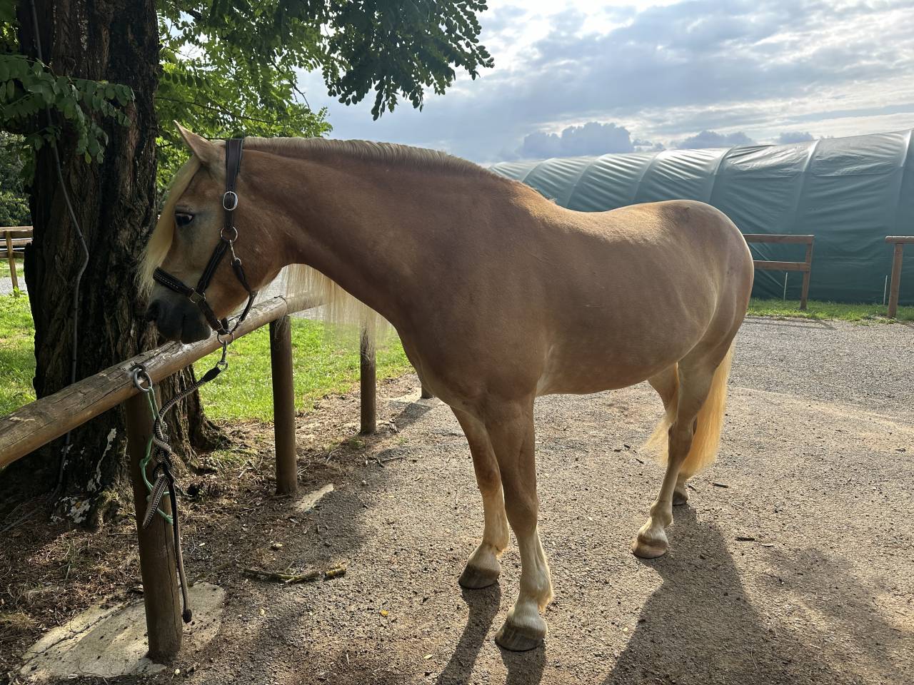 Gelding Haflinger For sale 2019 Silver dapple