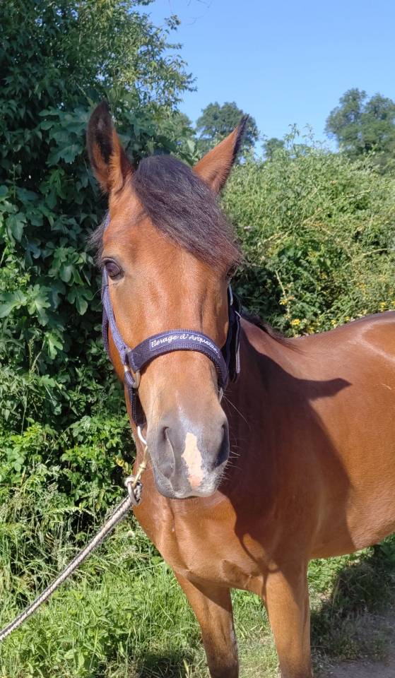 Gelding New Forest For sale 2021 Bay