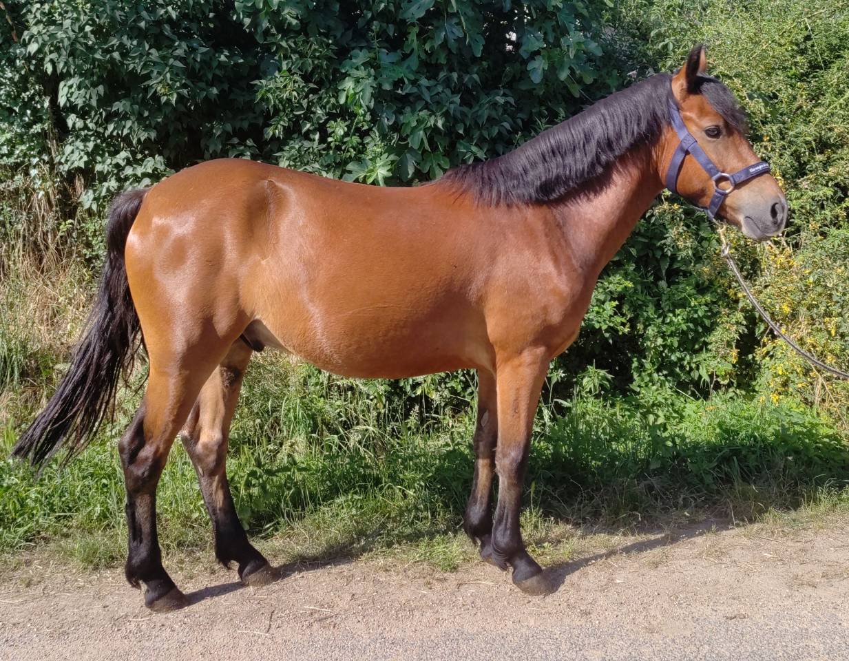 Gelding New Forest For sale 2021 Bay