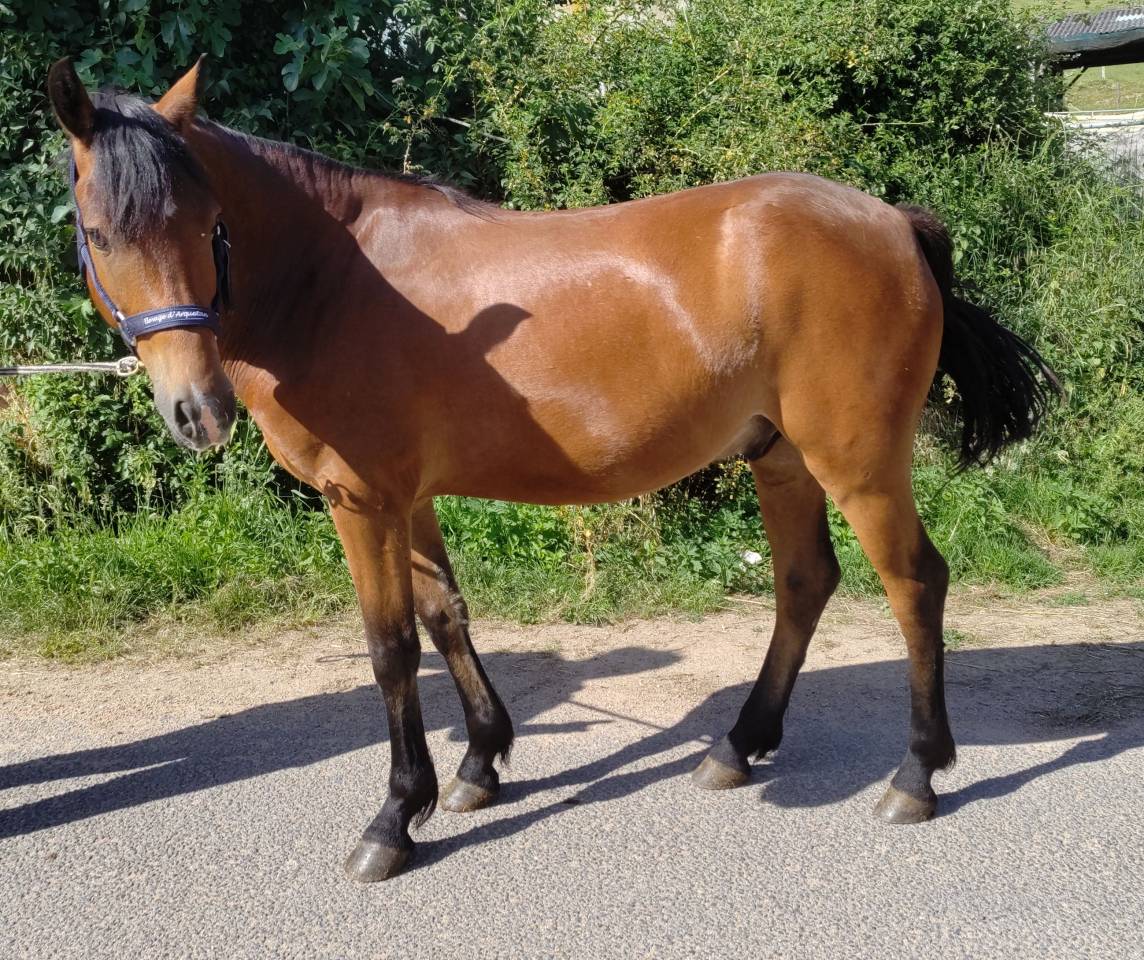 Gelding New Forest For sale 2021 Bay
