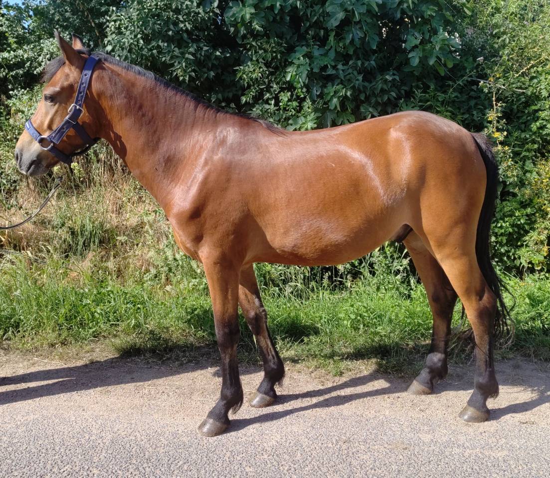Gelding New Forest For sale 2021 Bay