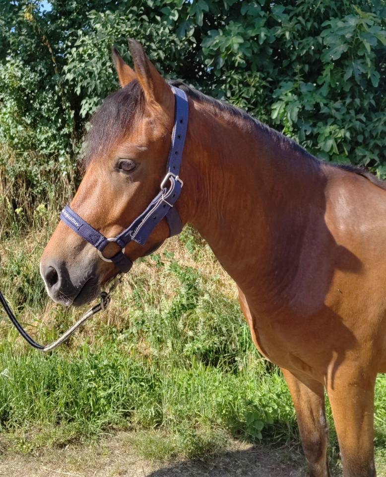 Gelding New Forest For sale 2021 Bay