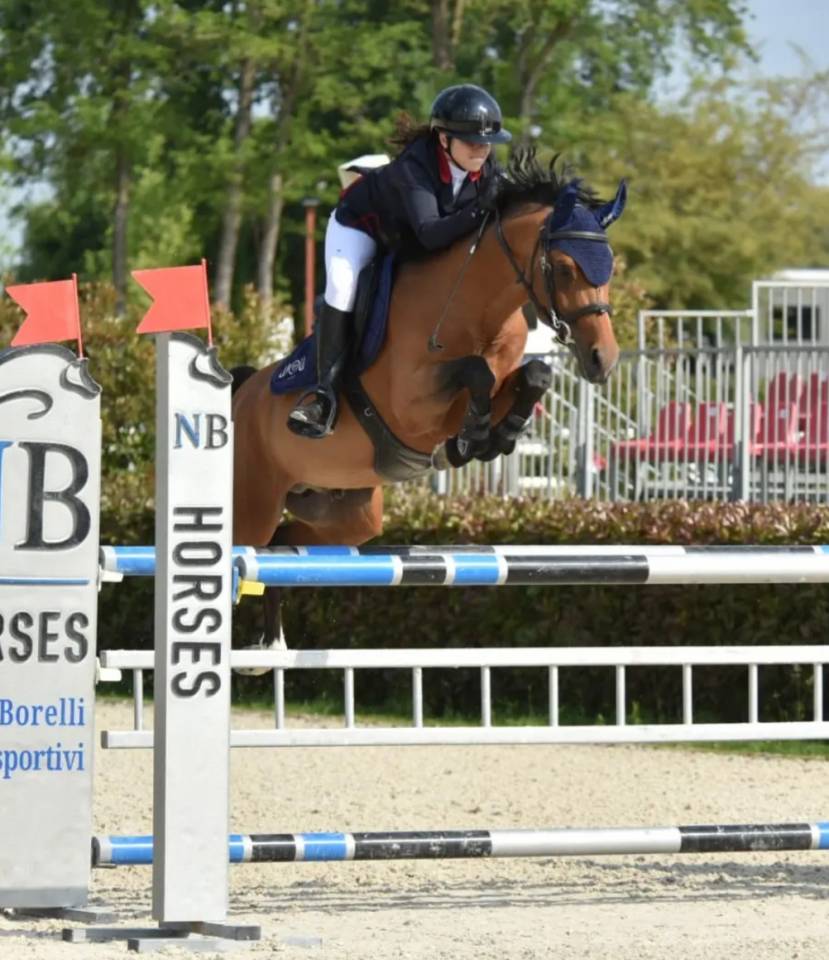 Gelding Belgian Riding Pony For sale 2016 Bay
