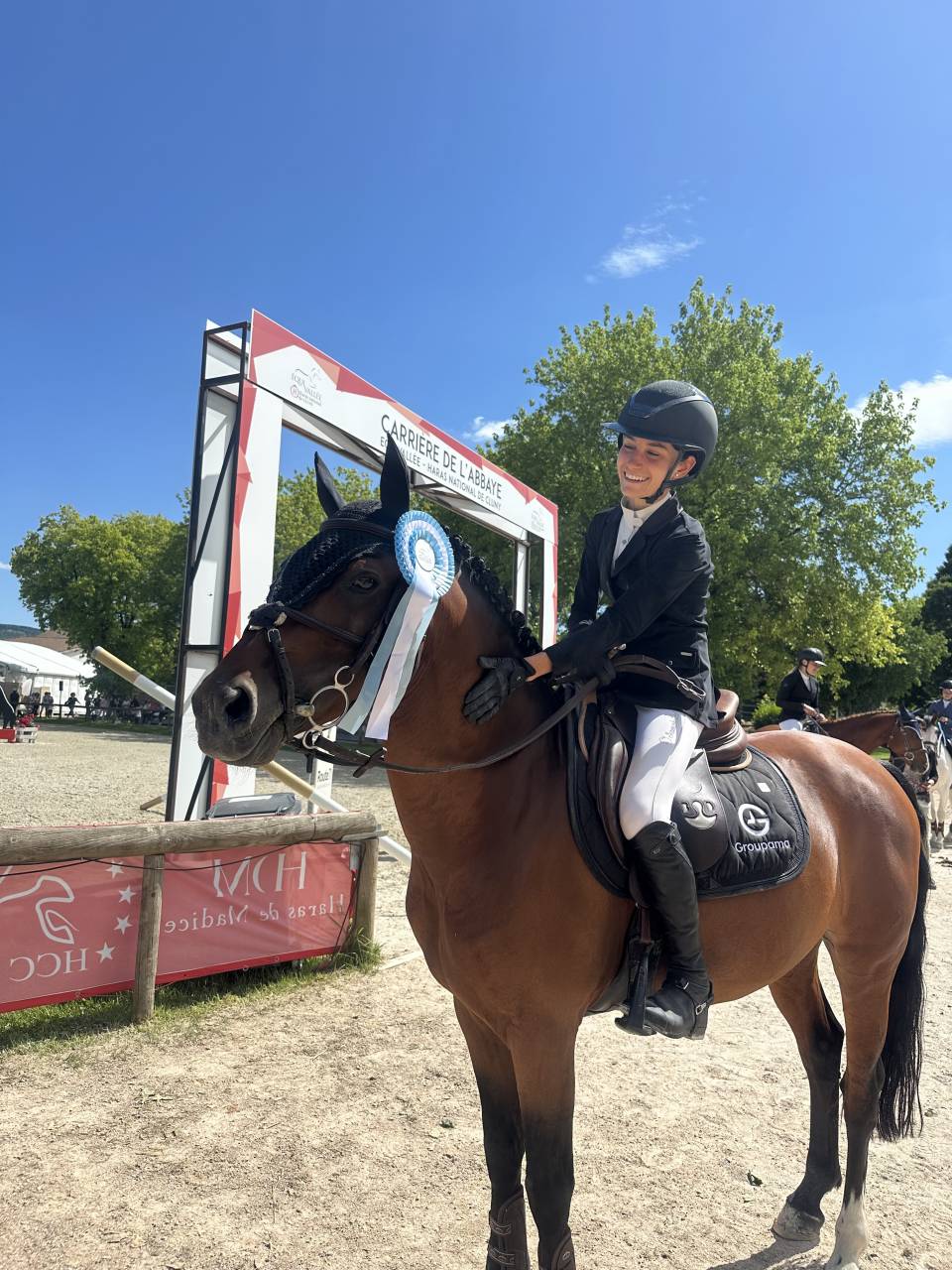 Gelding Belgian Riding Pony For sale 2016 Bay