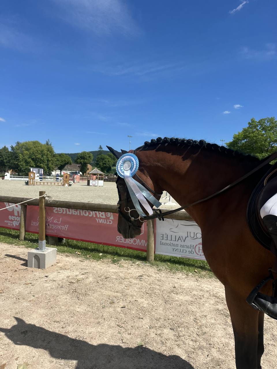 Gelding Belgian Riding Pony For sale 2016 Bay
