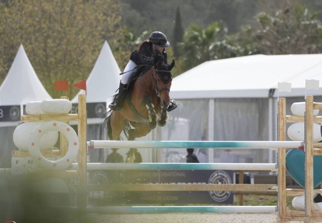 Gelding Belgian Riding Pony For sale 2016 Bay