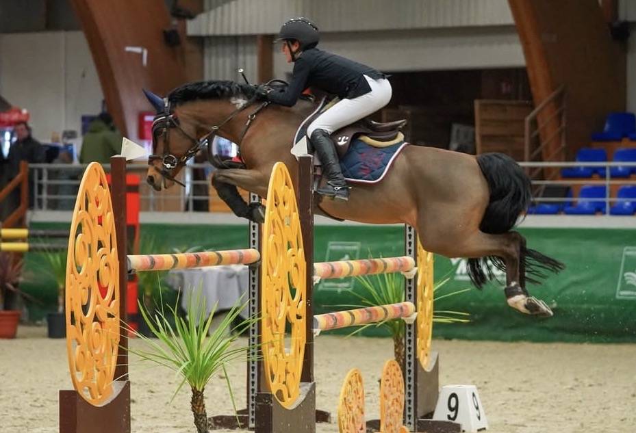 Gelding Belgian Riding Pony For sale 2016 Bay