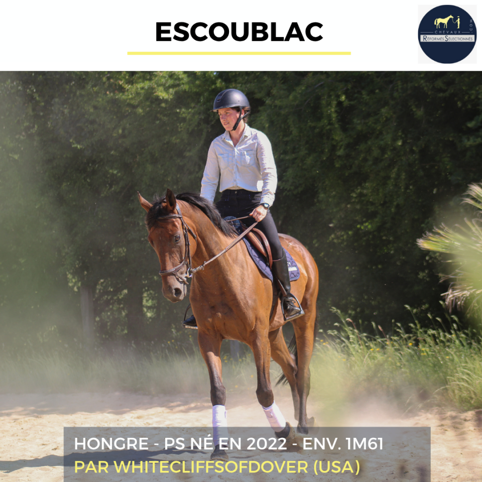 Gelding Thoroughbred For sale 2022 Bay