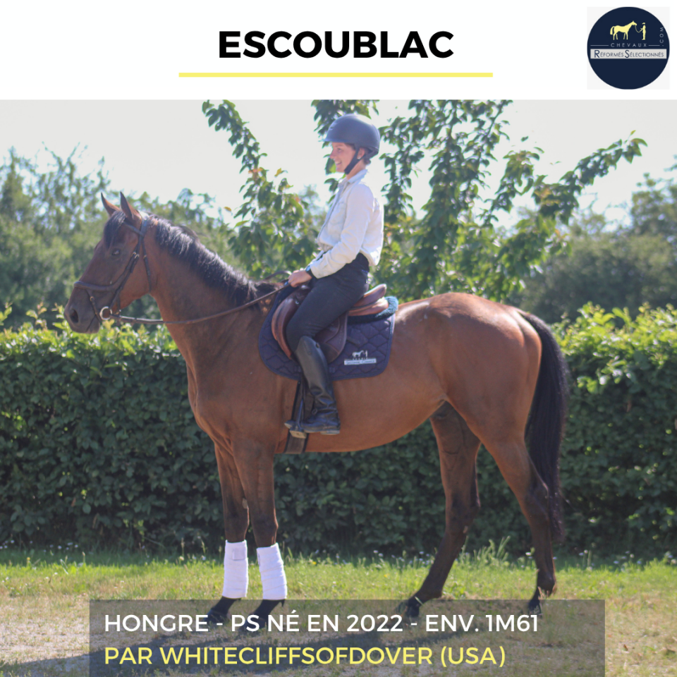 Gelding Thoroughbred For sale 2022 Bay