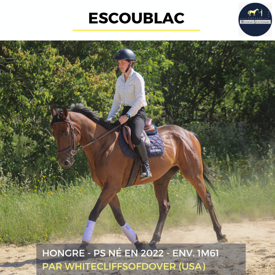 Gelding Thoroughbred For sale 2022 Bay