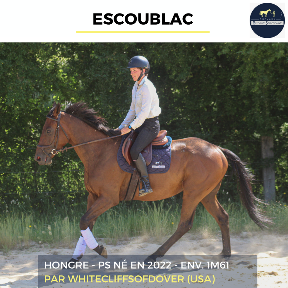 Gelding Thoroughbred For sale 2022 Bay