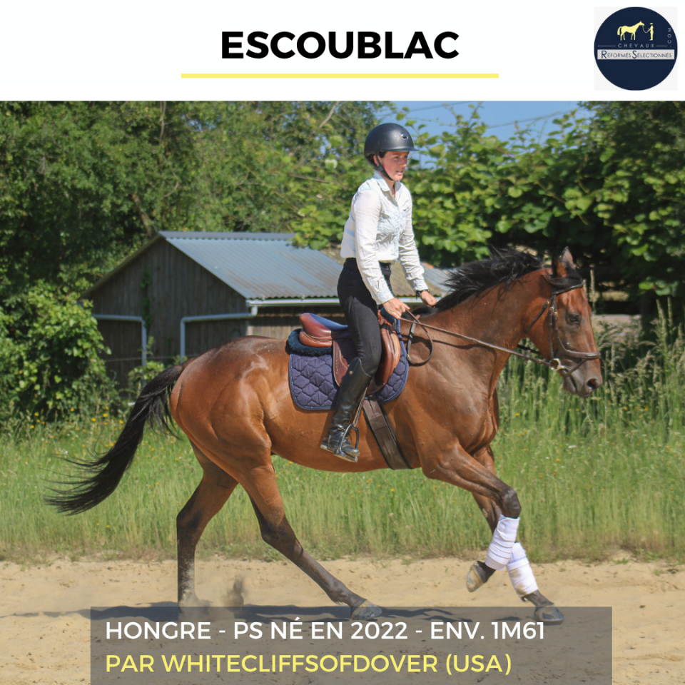 Gelding Thoroughbred For sale 2022 Bay