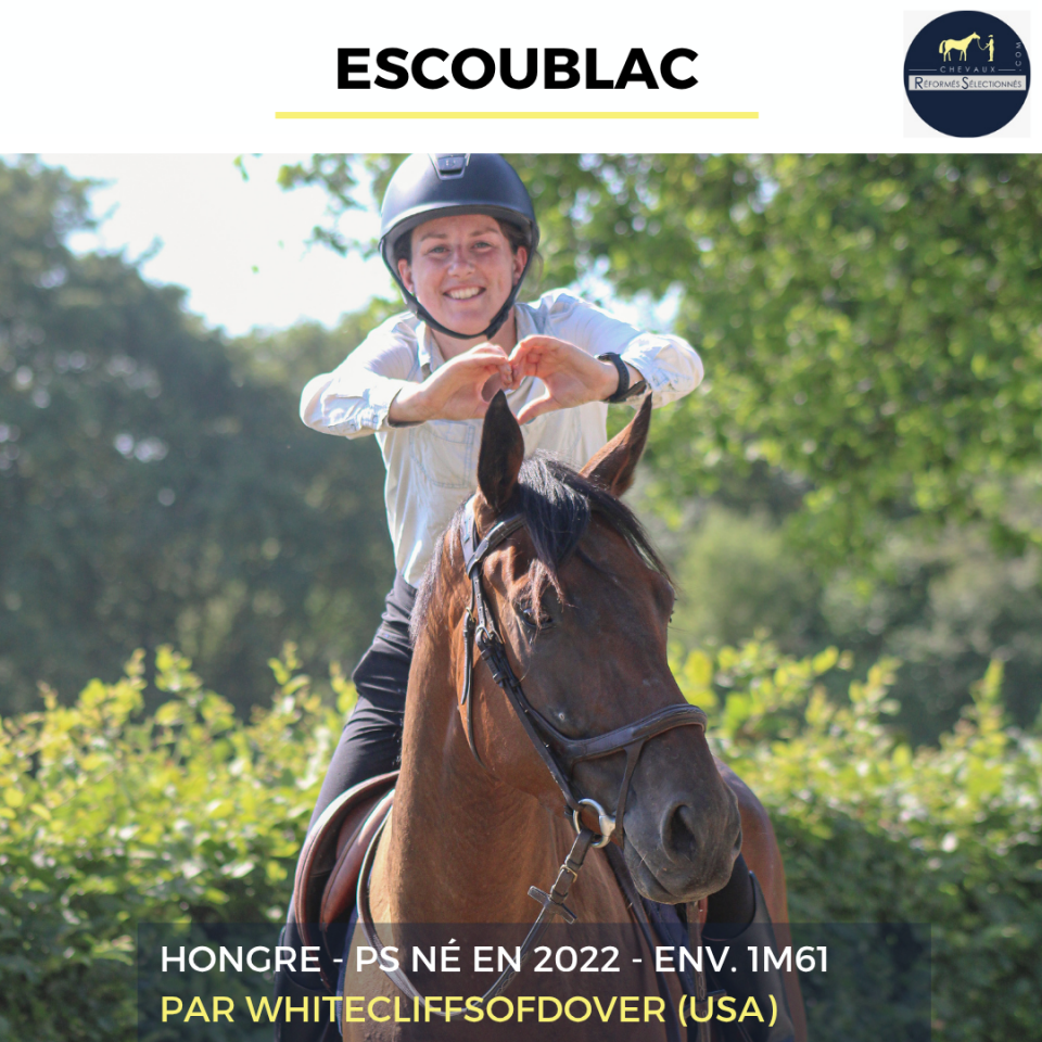 Gelding Thoroughbred For sale 2022 Bay