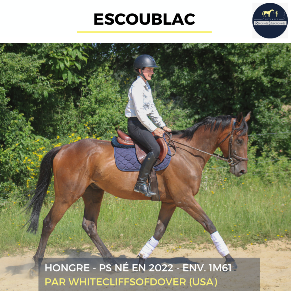 Gelding Thoroughbred For sale 2022 Bay