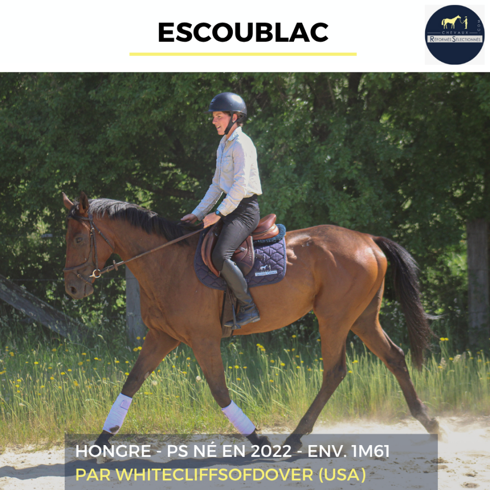 Gelding Thoroughbred For sale 2022 Bay