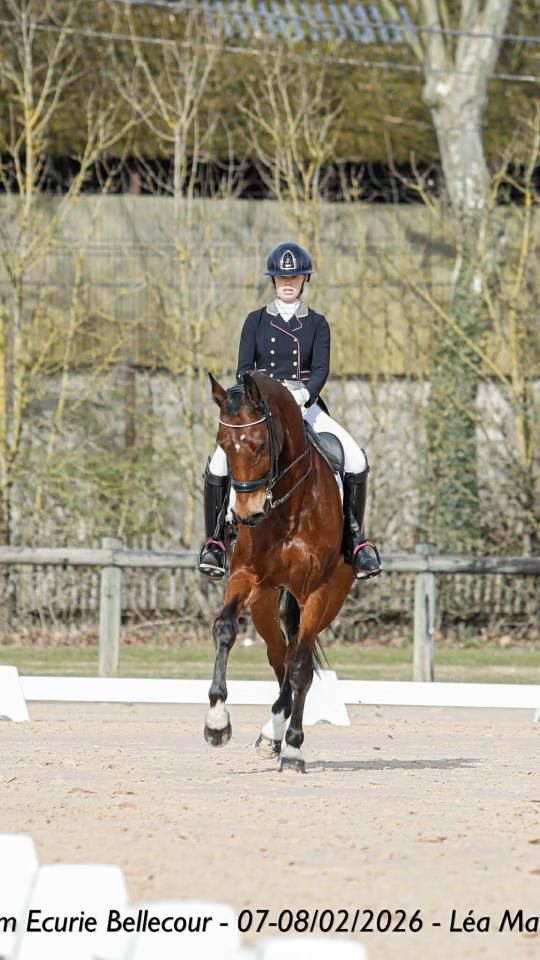 Gelding BWP Belgian Warmblood For sale 2011 Bay