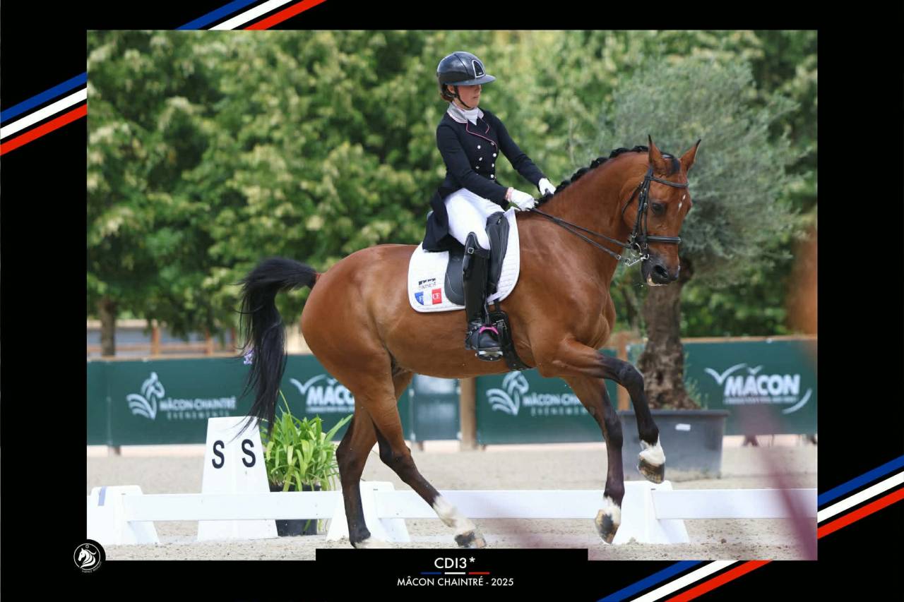 Gelding BWP Belgian Warmblood For sale 2011 Bay