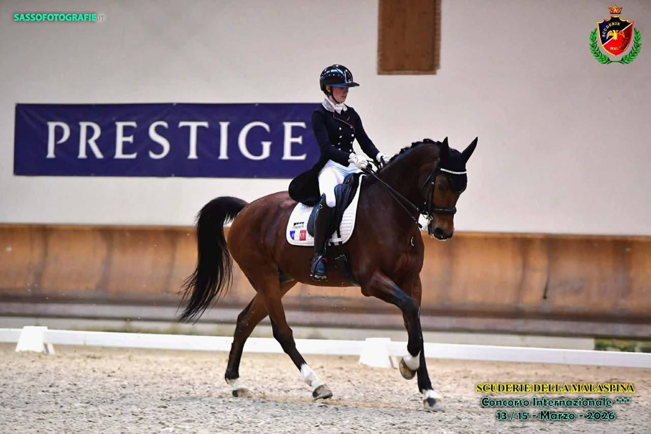Gelding BWP Belgian Warmblood For sale 2011 Bay