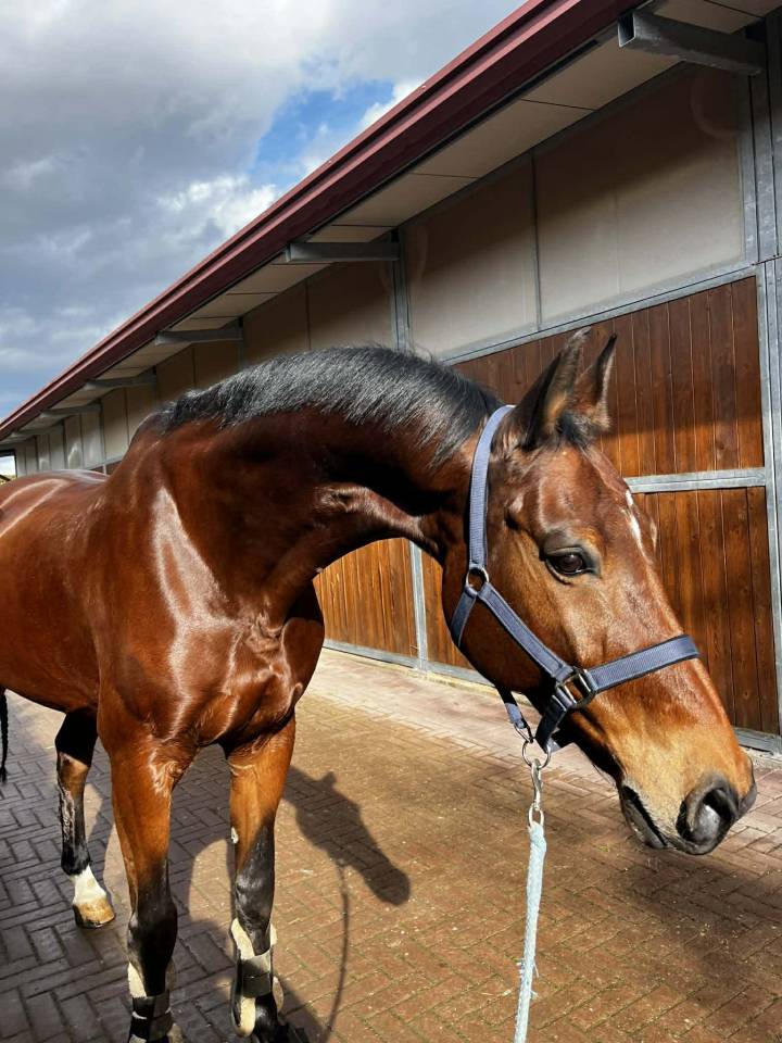 Gelding BWP Belgian Warmblood For sale 2011 Bay