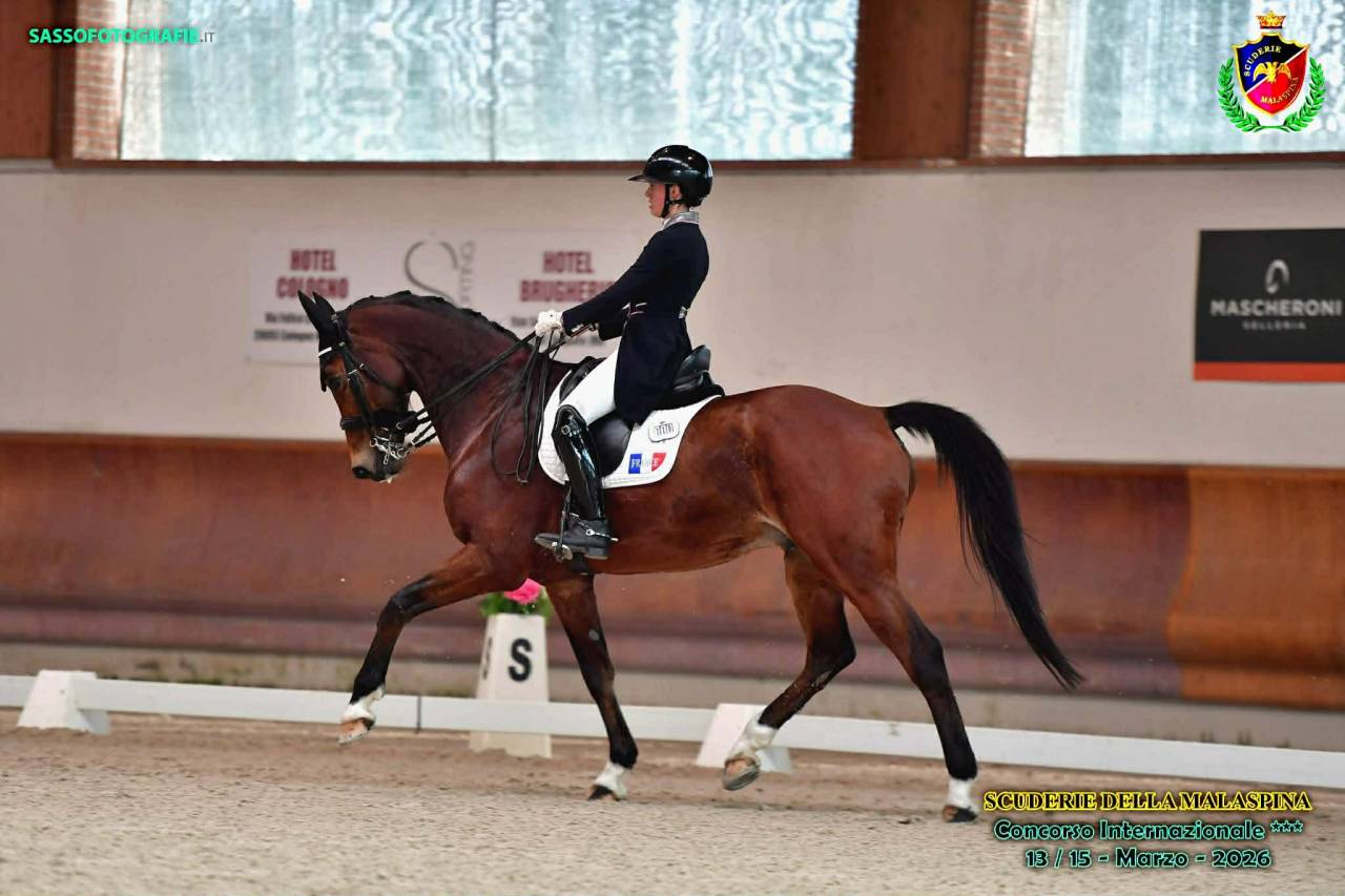 Gelding BWP Belgian Warmblood For sale 2011 Bay