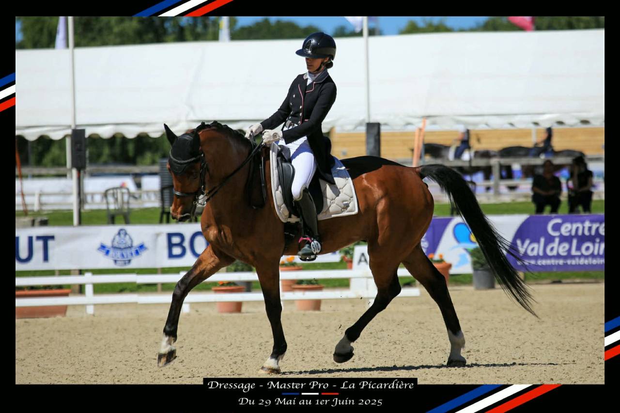 Gelding BWP Belgian Warmblood For sale 2011 Bay
