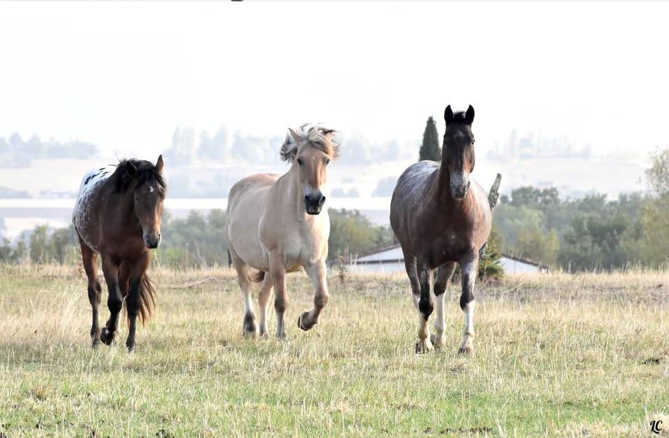 Riding teacher - Self employed Half time - Haute-Garonne France