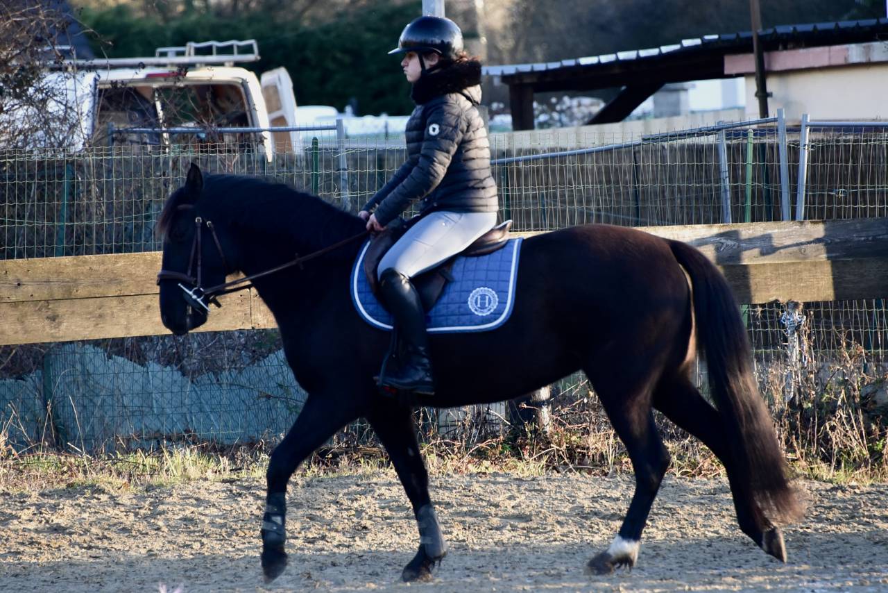 Mare Origin Recorded For sale 2021 Black