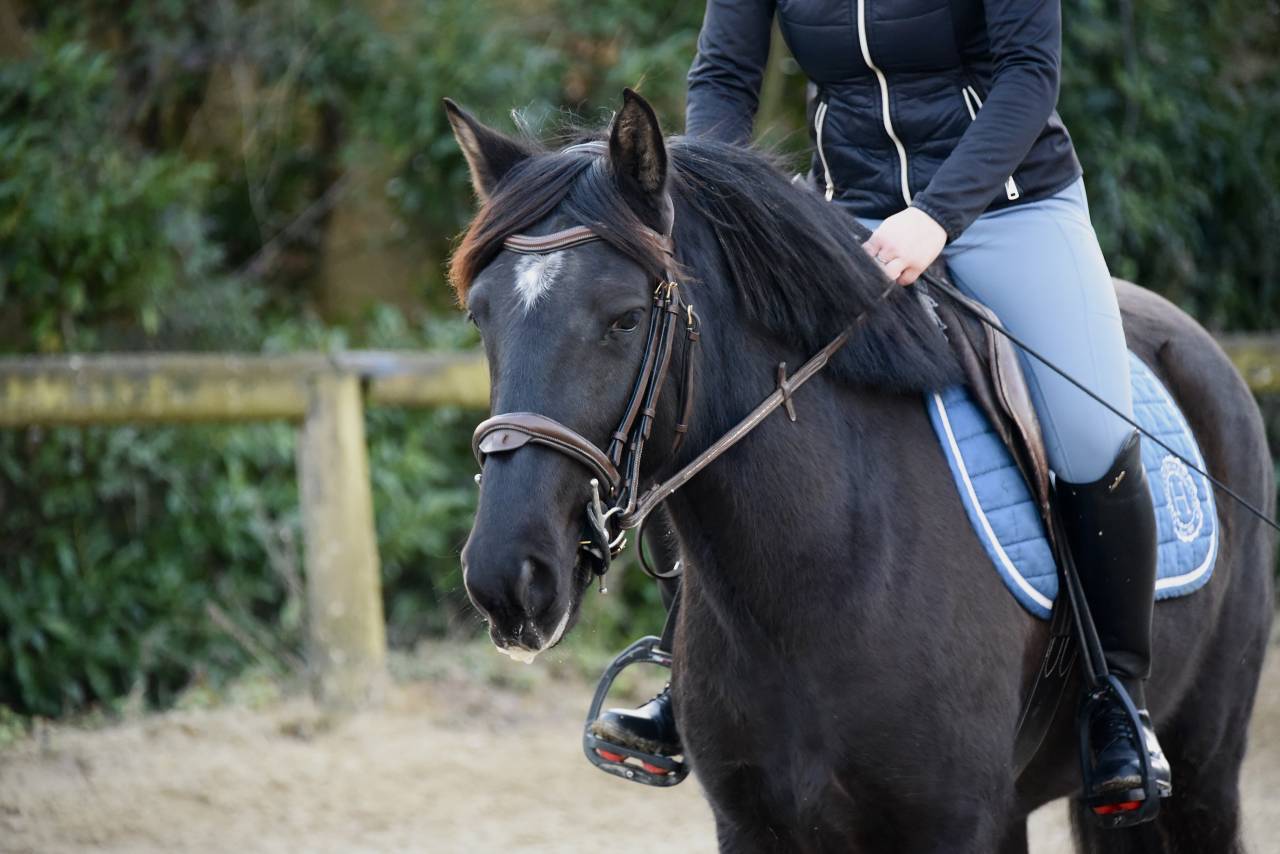 Mare Origin Recorded For sale 2021 Black
