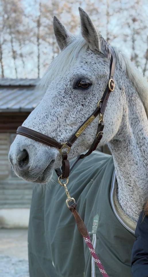 Gelding Connemara For sale 2011 Grey