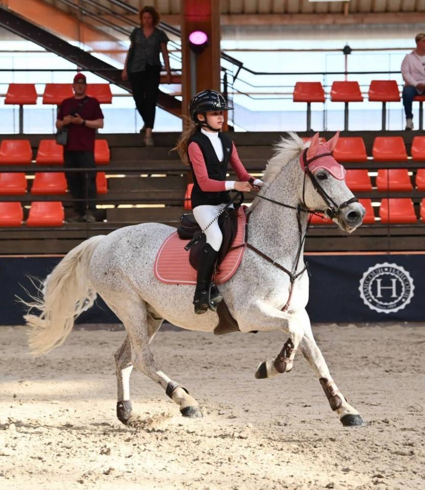 Gelding Connemara For sale 2011 Grey